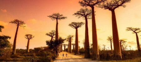 Featured image for “Alameda dos Baobás Em Madagascar: Uma das Paisagens Mais Belas do Planeta”