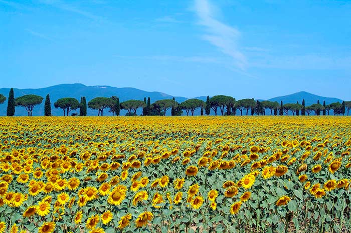 Toscana